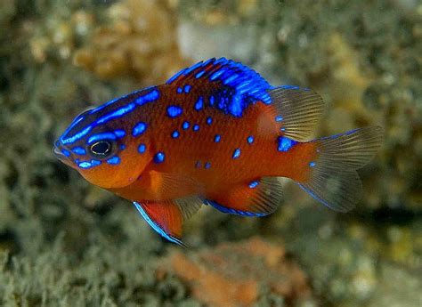 Garibaldi Fish | garibaldis grow up to 30 cm 12 in in length | Fish, Underwater life, Garibaldi