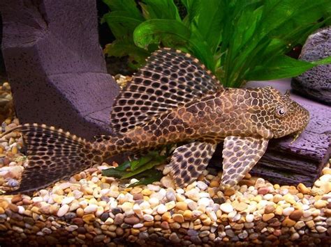 Plecostomus | PetGuide