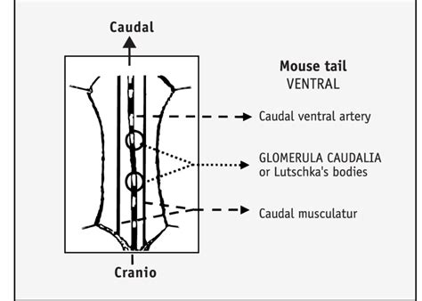 Localization of LCG in animal tail, mouse and rat. | Download ...