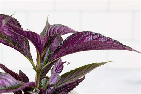 Persian Shield Plants: Care and Growing Guide