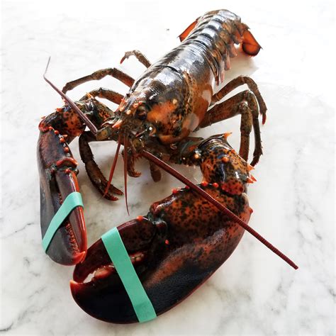 Maine Lobster | Bruin Blog