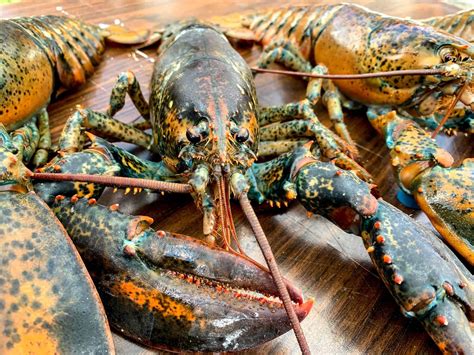 A calico lobster? The science behind rare lobsters is mesmerizing