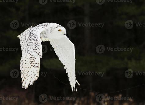 Snowy Owl Flying 720708 Stock Photo at Vecteezy