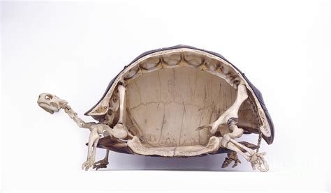 Tortoise Skeleton, Cross-section Photograph by Colin Keates / Dorling ...