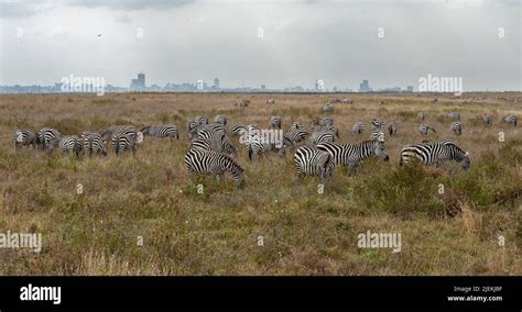 Plains zebras in Nairobi National Park in front of Nairobi Skyline Stock Photo - Alamy