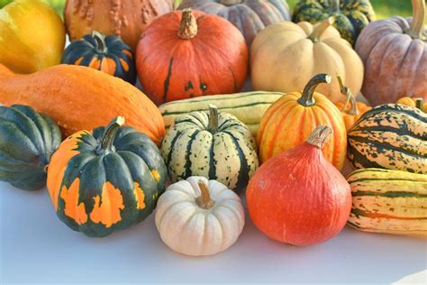 Varieties Of Winter Squash | Squash varieties, Pumpkin, Pumpkin squash