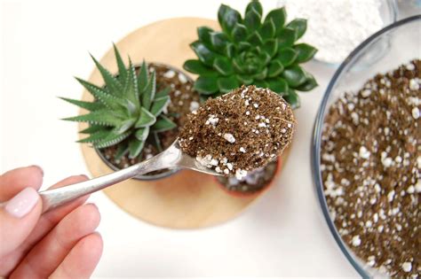 What Soil Mix For Succulents | Storables