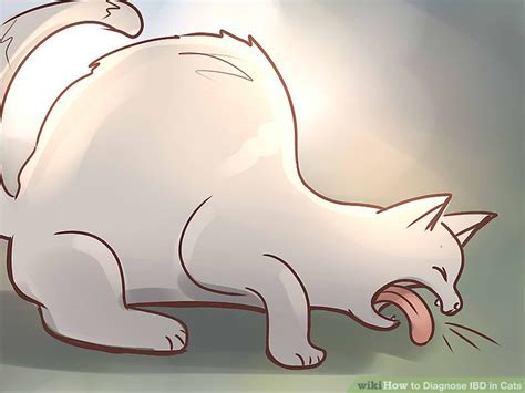 How to Diagnose IBD in Cats: 12 Steps (with Pictures) - wikiHow