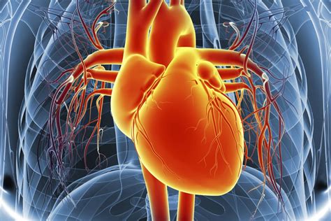 The Function of the Heart Ventricles