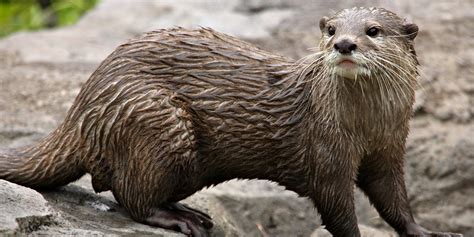 Asian Small Clawed Otters As Pets - Pets Retro