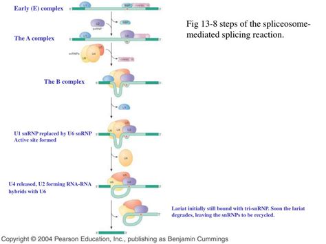 PPT - Chapter 13 RNA splicing PowerPoint Presentation, free download ...