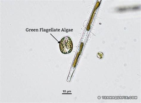 Green Flagellate Algae (Chlamydomonas, Cryptomonas, etc.) - Aquafix