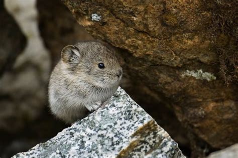 Baby Pika At Hatcher Pass - Digital Grin Photography Forum | Animals, Big animals, Cute baby animals