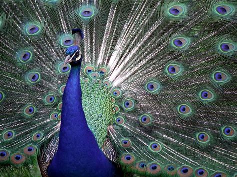 Peacock Blue Wallpaper - WallpaperSafari