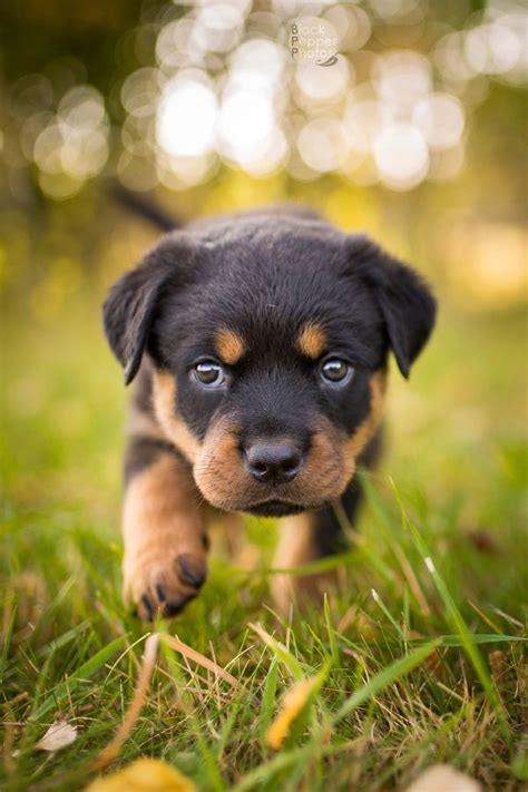 blackpepperphotos | Baby rottweiler, Cute puppies, Puppies