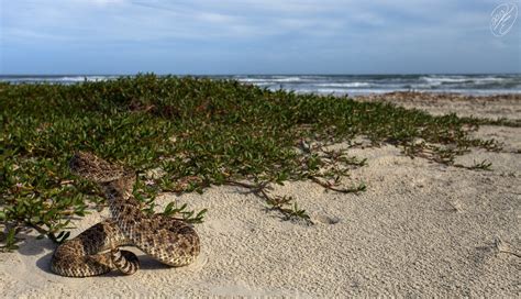 Today in the field: Western Diamond-backed Rattlesnake - In Habitat : herpetology