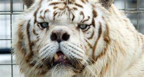 Meet Kenny, The Inbred White Tiger With Down Syndrome