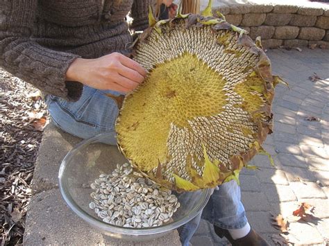 Harvesting Sunflower Seeds ~ The Suburban Jungle