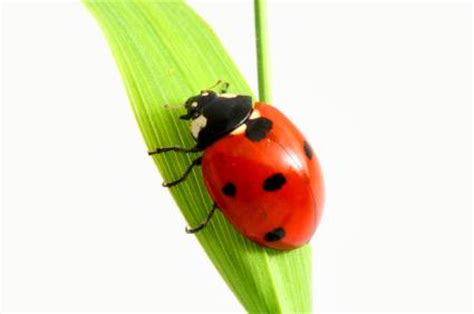 Do Ladybugs Bring Good Luck? | LoveToKnow