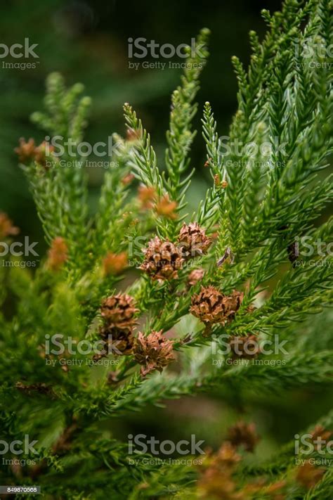 Beautiful Conifer Tree In Natural Habitat Stock Photo - Download Image ...