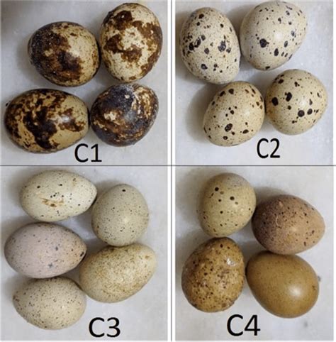 Different shell colors of the quail eggs used in the experiment | Download Scientific Diagram