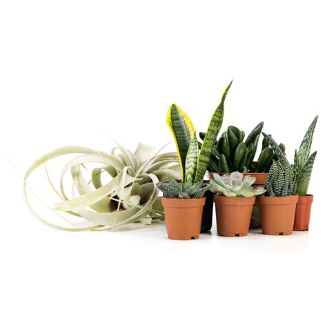 Josh's Frogs Desert Reptile Plant Kit 36x18