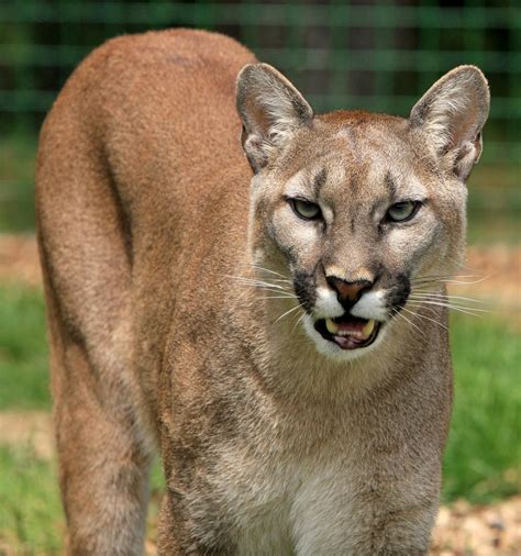 Mountain Lion · Free Stock Photo