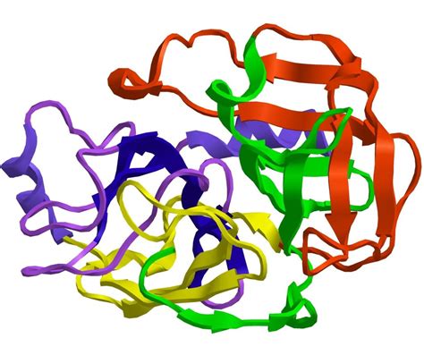 Proteolytic Enzymes: A Comprehensive Guide