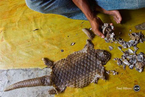 Poachers of Pangolins – National Geographic Blog