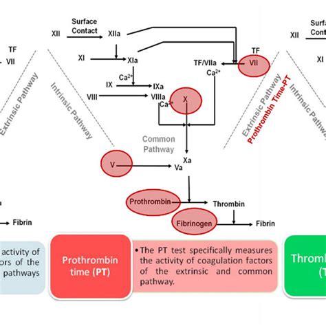 Activated partial thromboplastin time (APTT), prothrombin time (PT),... | Download Scientific ...