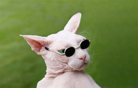 sunglasses cat Meme Generator - Imgflip