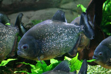 Pet Piranha 101 - Do Piranhas make good pets? - GeoZoo.org