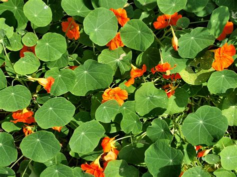 Raw Edible Plants: Nasturtium (Tropaeolum majus)