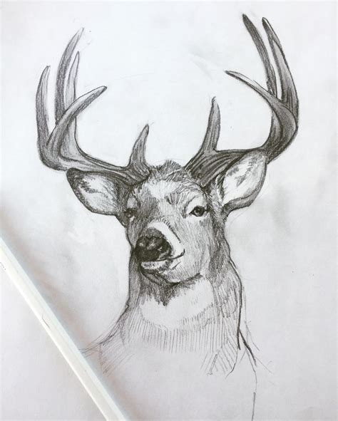 Whitetail Deer sketch | Deer sketch, Sketches, Drawings