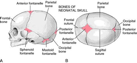 When Do Anterior Fontanelles Close