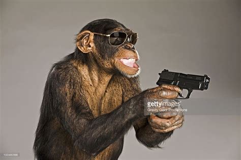 14++ Monkey with gun info