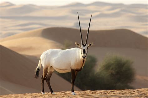 Arabische Oryx-Antilope Foto & Bild | tiere, wildlife, säugetiere ...