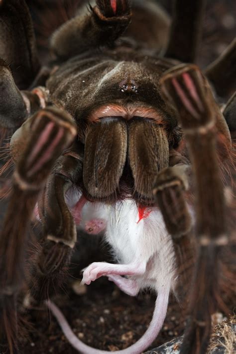 Goliath Bird-eating Spider Theraphosa blondi - Photorator