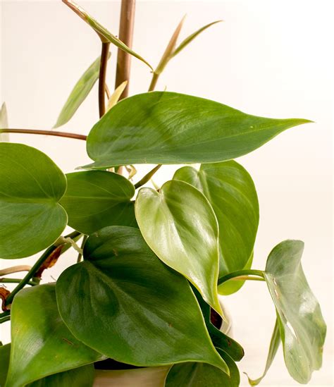 How to Care for Heart Leaf Philodendron Plant | easyplant