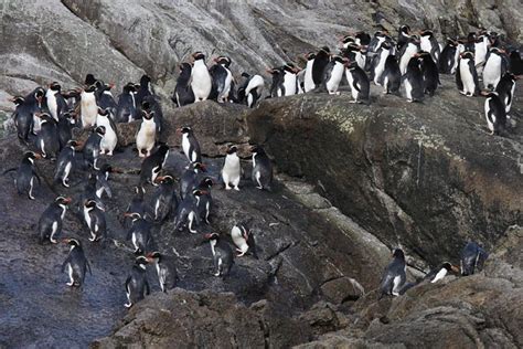 Our Beautiful World: Snares Island Penguin / Snares Crested Penguin ...