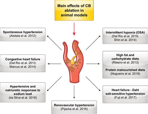 Carotid body chemoreceptors: physiology, pathology, and implications ...