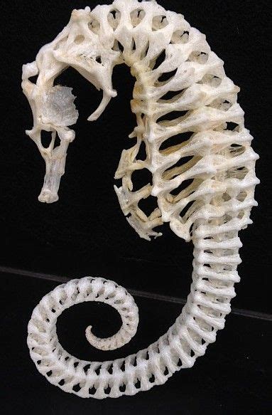 Skeleton of a seahorse. Credit: Steve Huskey (from Science Friday "Welcome to the Bone Room ...