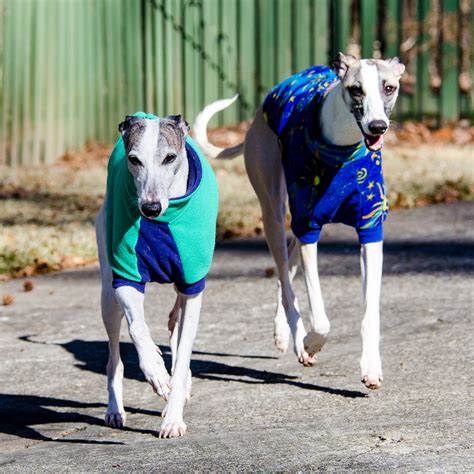 Best Whippet Coats for Winter on Amazon - Spoiled Hounds