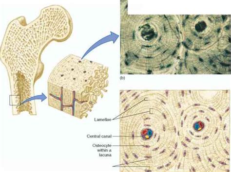 Connective Tissue - Human Physiology - 78 Steps Health Journal