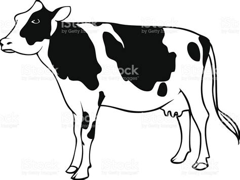 Dairy Cow line drawing. | Drawings, Dairy cows, Cow vector