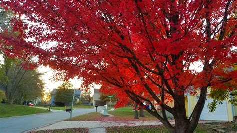 A beautiful crimson tree next to my home in Missouri, USA. : r/Autumn