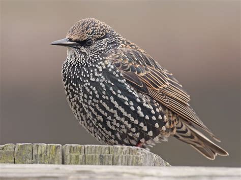 European Starling Juvenile - img-Abibola