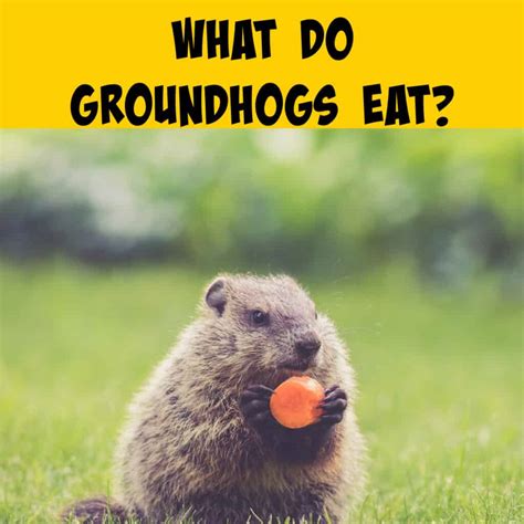 What Do Groundhogs Eat? Unearthing the Mystery of the Groundhog Diet - Squirrels at the Feeder