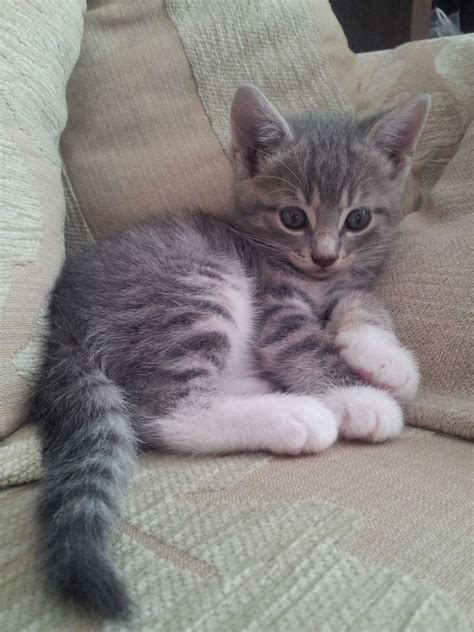 Grey Tabby Cats For Adoption | Grey tabby kittens, Grey tabby cats ...