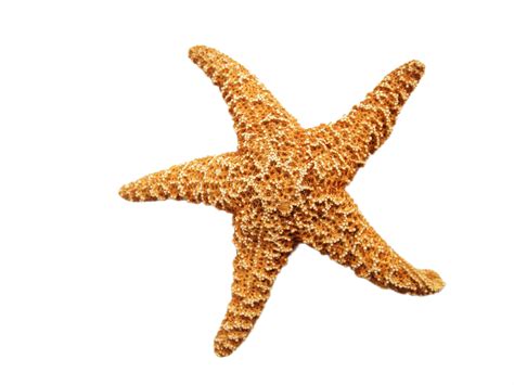 Starfish clipart sea animal, Starfish sea animal Transparent FREE for ...